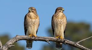 2 Hawks Spiritual Meaning: Twin Messengers of Vision & Power