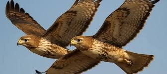 2 Hawks Spiritual Meaning: Twin Messengers of Vision & Power