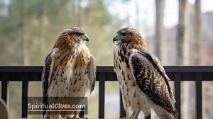 2 Hawks Spiritual Meaning: Twin Messengers of Vision & Power