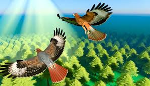 2 Hawks Spiritual Meaning: Twin Messengers of Vision & Power