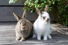 Seeing Two Rabbits Spiritual Meaning & Symbolism in 2025