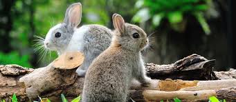 Seeing Two Rabbits Spiritual Meaning & Symbolism in 2025