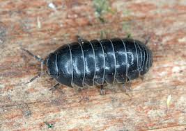 Spiritual Meaning of Bed Bugs in Dreams | Hidden Symbolism