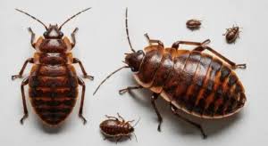 Spiritual Meaning of Bed Bugs in Dreams | Hidden Symbolism
