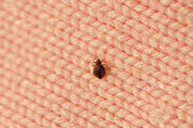 Spiritual Meaning of Bed Bugs in Dreams | Hidden Symbolism