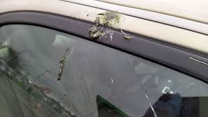 Bird Pooping on Car Spiritual Meaning | Luck or Sign?