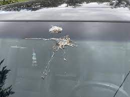 Bird Pooping on Car Spiritual Meaning | Luck or Sign?
