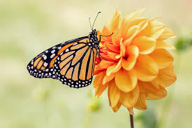 Black, Orange and White Butterfly Spiritual Meanings in 2025