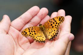 Black, Orange and White Butterfly Spiritual Meanings in 2025