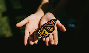 Black, Orange and White Butterfly Spiritual Meanings in 2025