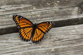 Black, Orange and White Butterfly Spiritual Meanings in 2025