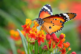 Black, Orange and White Butterfly Spiritual Meanings in 2025