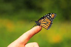 Black, Orange and White Butterfly Spiritual Meanings in 2025