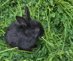 Black Rabbit Meaning:Spiritual, Symbolic & Cultural Insights