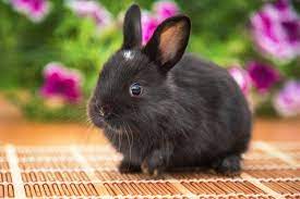 Black Rabbit Meaning:Spiritual, Symbolic & Cultural Insights