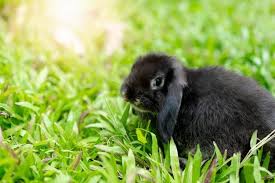 Black Rabbit Meaning:Spiritual, Symbolic & Cultural Insights
