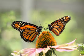 Two Butterflies Flying Together: Spiritual Meaning Explained