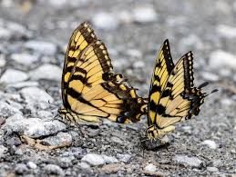 Two Butterflies Flying Together: Spiritual Meaning Explained