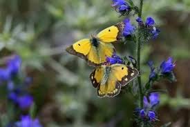 Two Butterflies Flying Together: Spiritual Meaning Explained