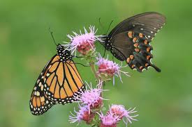 Two Butterflies Flying Together: Spiritual Meaning Explained