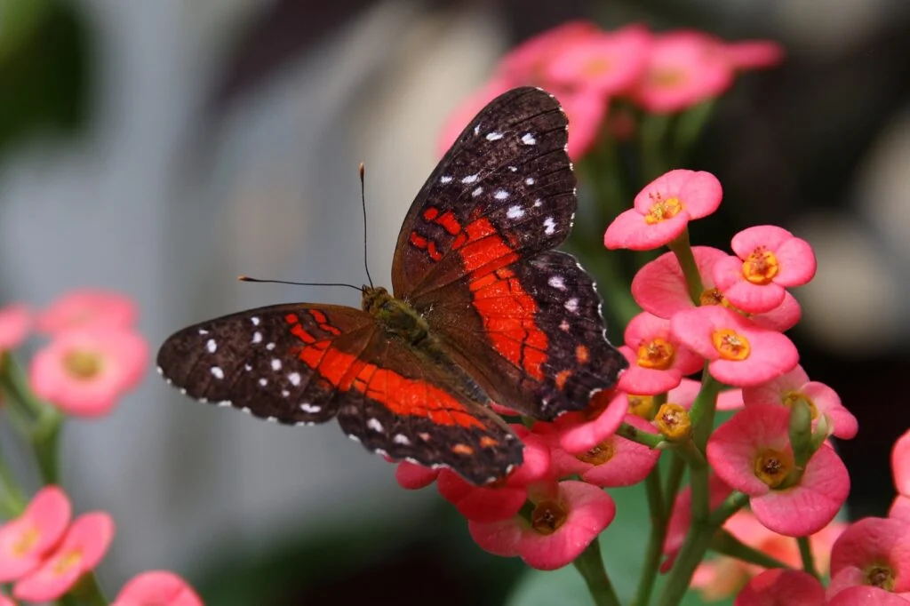 Red Admiral Butterfly Meaning: Spiritual & Cultural Insight