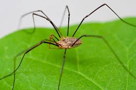Daddy Long Legs Spiritual Meaning: Hidden Wisdom & Symbolism