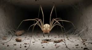Daddy Long Legs Spiritual Meaning: Hidden Wisdom & Symbolism