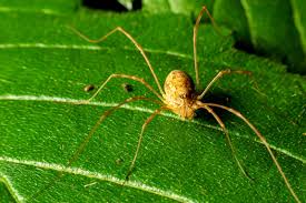 Daddy Long Legs Spiritual Meaning: Hidden Wisdom & Symbolism