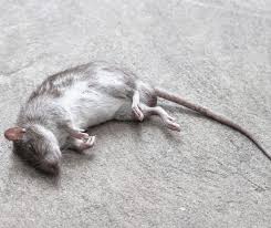 Dead Mouse Spiritual Meaning: Symbolism & Messages in 2025