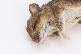 Dead Mouse Spiritual Meaning: Symbolism & Messages in 2025