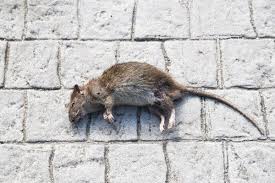 Dead Mouse Spiritual Meaning: Symbolism & Messages in 2025