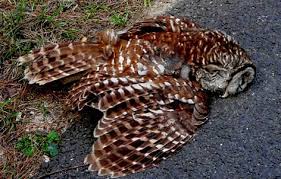 Dead Owl Meaning: Spiritual & Symbolic Insights in 2025