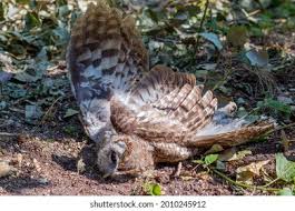 Dead Owl Meaning: Spiritual & Symbolic Insights in 2025