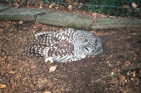 Dead Owl Meaning: Spiritual & Symbolic Insights in 2025