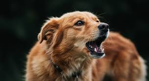 Dogs Barking at Night Spiritual Meaning & Symbolism in 2025