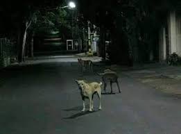Dogs Barking at Night Spiritual Meaning & Symbolism in 2025