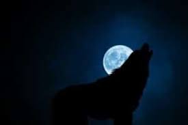 Dogs Barking at Night Spiritual Meaning & Symbolism in 2025