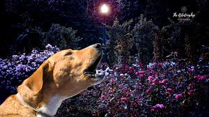 Dogs Barking at Night Spiritual Meaning & Symbolism in 2025