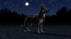 Dogs Barking at Night Spiritual Meaning & Symbolism in 2025