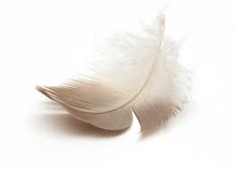 White and Brown Feather Meaning: Spiritual Messages in 2025
