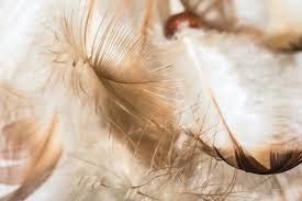 White and Brown Feather Meaning: Spiritual Messages in 2025
