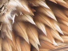 White and Brown Feather Meaning: Spiritual Messages in 2025