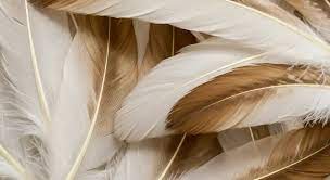White and Brown Feather Meaning: Spiritual Messages in 2025