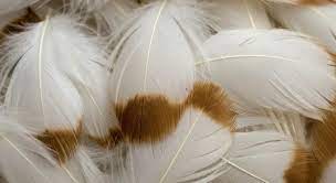 White and Brown Feather Meaning: Spiritual Messages in 2025