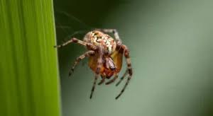 Jumping Spider Spiritual Meaning & Symbolism Explained,2025