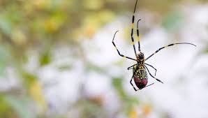 Jumping Spider Spiritual Meaning & Symbolism Explained,2025