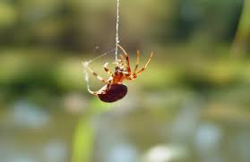 Jumping Spider Spiritual Meaning & Symbolism Explained,2025
