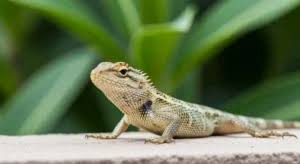 Spiritual Meaning of Lizard Crossing Your Path | Symbolism & Insights