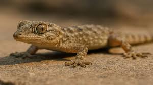 Spiritual Meaning of Lizard Crossing Your Path | Symbolism & Insights