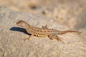 Spiritual Meaning of Lizard Crossing Your Path | Symbolism & Insights